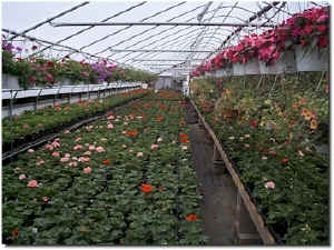 Copy of greenhouse2a.jpg (104820 bytes)