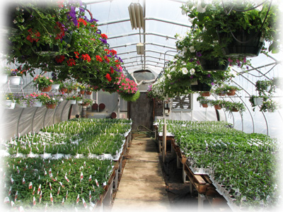 Copy of greenhouse3.jpg (156864 bytes)