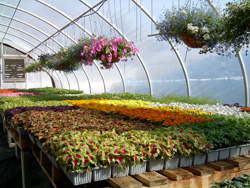 southern Maine landscape design and installation