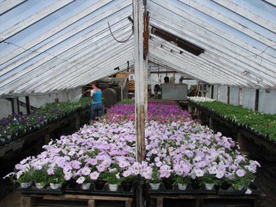 Copy of greenhouse2jpg.jpg (95981 bytes)
